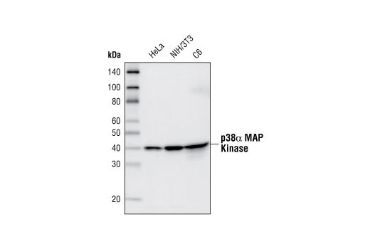 Western blot analysis of extracts from HeLa, NIH/3T3 and C6 cells, using p38α MAPK (7D6) Rabbit mAb.