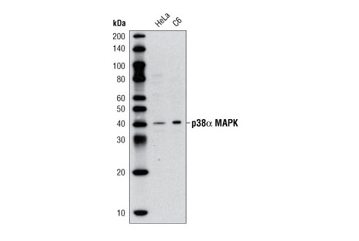 Western blot analysis of extracts from HeLa and C6 cells using p38α MAPK (5F11) Mouse mAb.