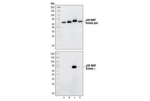 Western blot analysis of purified recombinant full-length p38 MAPK GST fusion protein, using p38 MAP kinase pan antibody (upper) or p38γ MAPK Antibody (lower).