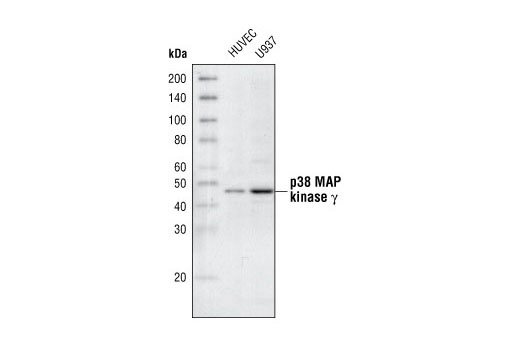 Western blot analysis of extracts from HUVEC and U937 cells, using p38γ MAPK Antibody.