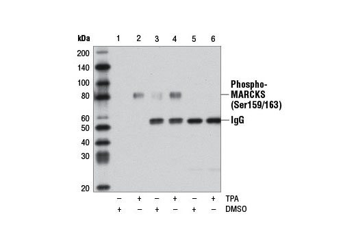 Immunoprecipitation of phospho-MARCKS (Ser159/163) from HeLa cells, either DMSO-treated or treated with TPA #4174 (200 nM, 15 min), using Phospho-MARCKS (Ser159/163) (D13D2) Rabbit mAb (lanes 3 and 4) or MARCKS (D88D11) XP ® Rabbit mAb #5607 (lanes 5 and 6). Lanes 1 and 2 represent 10% of input lysate for each treatment. Western blot analysis was performed using MARCKS (D88D11) XP ® Rabbit mAb #5607. Note: MARCKS (D88D11) XP ® Rabbit mAb #5607 does not immunoprecipitate phospho-MARCKS (Ser159/163) and was used as a negative control.