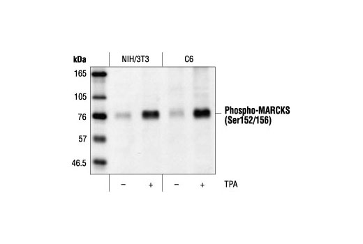 Western blot analysis of extracts from NIH/3T3 and C6 cells starved for 16 hours and treated with TPA (0.2 µM) for 30 minutes.
