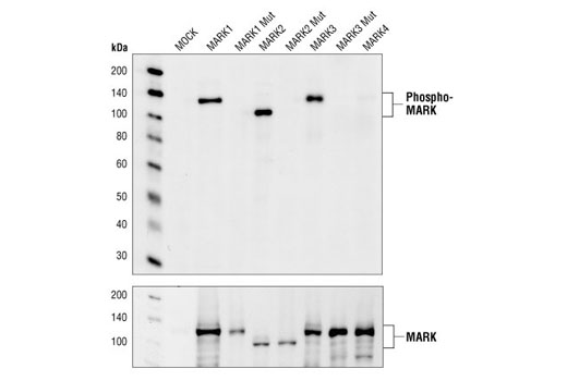 Western blot analysis of extracts from 293 cells transfected with either wild-type or threonine to alanine mutations at the respective phosphorylation sites of the MARK family members, using Phospho-MARK Family (Activation Loop) Antibody. Transfected constructs contain a GST and HA tag. Transfection efficiency monitored with HA Antibody, #2367.