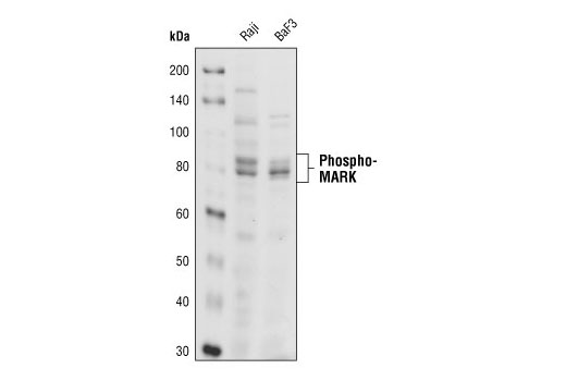 Western blot analysis of extracts from Raji and BaF3 cells, showing endogenous levels of phosphorylated MARK family members, using Phospho-MARK Family (Activation Loop) Antibody.