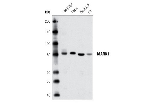 Western blot analysis of extracts from various cell lines using MARK1 Antibody.