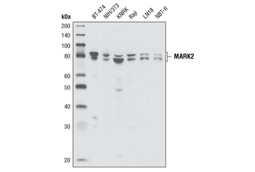 Western blot analysis of extracts from various cell lines using MARK2 Antibody.