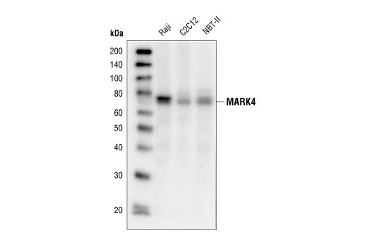 Western blot analysis of extracts from Raji (human), C2C12 (mouse), and NBT-II (rat) cells, using MARK4 Antibody.