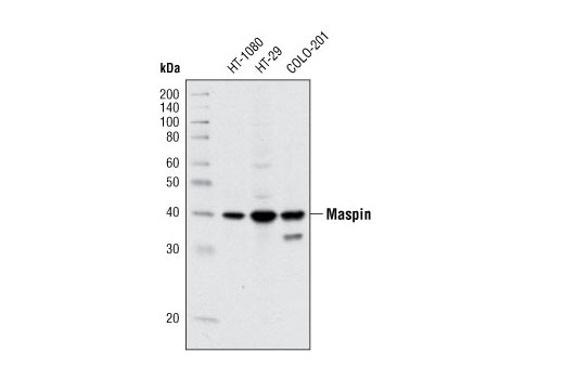 Western blot analysis of extracts from HT-1080, HT-29 and COLO-201 cell lines using Maspin (T50) Antibody.