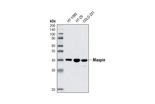 Western blot analysis of extracts from HT-1080, HT-29 and COLO-201 cell lines using Maspin (L250) Antibody.