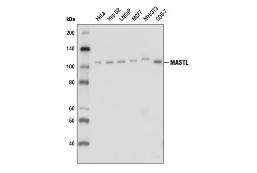Western blot analysis of extracts from various cell lines using MASTL (D3J4Y) Rabbit mAb.