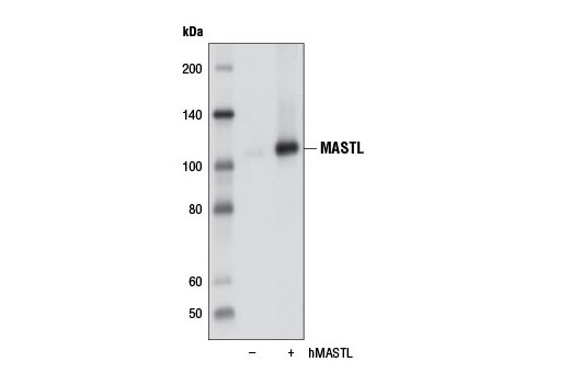 Western blot analysis of extracts from COS-7 cells, mock transfected (-) or transfected with a construct expressing human MASTL (hMASTL; +), using MASTL (D3J4Y) Rabbit mAb.
