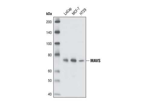 Western blot analysis of extracts from LNCaP, MCF-7, and HT29 cell lines using MAVS Antibody.