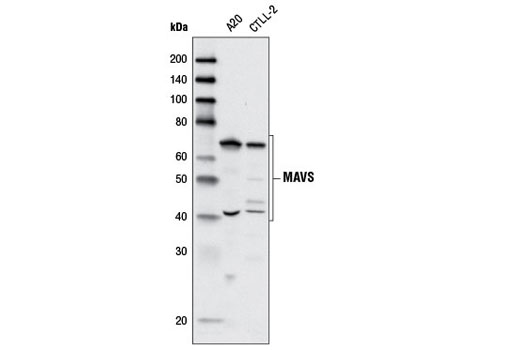 Western blot analysis of extracts from A20 and CTLL-2 cell lines using MAVS Antibody (Rodent Specific).