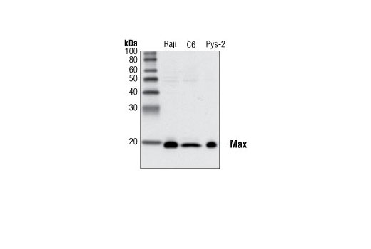 Western blot analysis of extracts from various cell lines using Max (S20) Antibody.