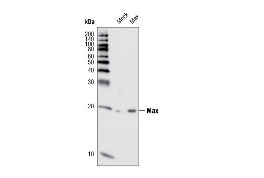Western blot analysis of extracts from HeLa cells, mock transfected or transfected with human Max contruct, using Max (S20) Antibody.