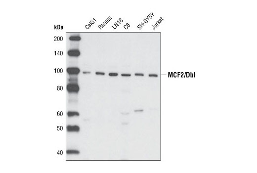 Western blot analysis of extracts from various cell types using MCF2/Dbl Antibody.