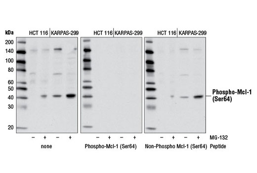 Western blot analysis of extracts from HCT 116 and KARPAS-299 cells, untreated (-) or treated with MG-132 #2194 (10 μM, overnight; +) using Phospho-Mcl-1 (Ser64) Antibody (left). Phospho-specificity is demonstrated by antibody competition with peptides specific for phospho-Mcl-1 (Ser64) (middle) or non-phospho-Mcl-1 (Ser64) (right).