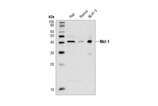 Western blot analysis of extracts from Raji, Ramos and BL41-3 (a subline of BL41 Burkitt lymphoma cells found to have amplified expression of Mcl-1) cells, using Mcl-1 Antibody.