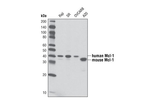 Western blot analysis of extracts from various cell lines using Mcl-1 (D35A5) Rabbit mAb.