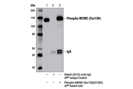 Immunoprecipitation of phospho-MCM2 (Ser139) from T98G cell extracts, using Rabbit (DA1E) mAb IgG XP ® Isotype Control #3900 (lane 2) or Phospho-MCM2 (Ser139) (D1Z8X) XP ® Rabbit mAb (lane 3). Lane 1 is 10% input. Western blot analysis was performed using Phospho-MCM2 (Ser139) (D1Z8X) XP ® Rabbit mAb.