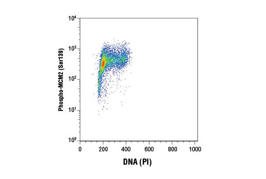 Flow cytometric analysis of Jurkat cells using Phospho-MCM2 (Ser139) (D1Z8X) XP ® Rabbit mAb and Propidium Iodide (PI)/RNase Staining Solution #4087 (DNA content). Anti-rabbit IgG (H+L), F(ab') 2 Fragment (Alexa Fluor ® 488 conjugate) #4412 was used as a secondary Ab.