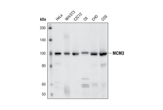 Western blot analysis of extracts from various cell types using MCM3 Antibody.