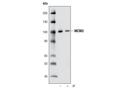 Immunoprecipitation of MCM3 from HeLa cell lysates using MCM3 Antibody followed by western blot using the same antibody. Lane 1 is 5% input.