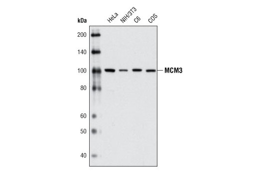 Western blot analysis of extracts from various cell types using MCM3 (D47B6) Rabbit mAb.