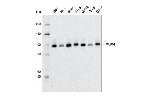 Western blot analysis of extracts from various cell lines using MCM4 (D3H6N) XP ® Rabbit mAb.