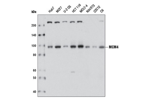 Western blot analysis of extracts from various cell lines using MCM4 Antibody.