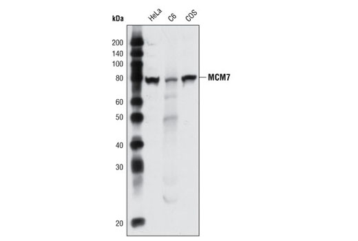 Western blot analysis of extracts from various cell types using MCM7 Antibody.