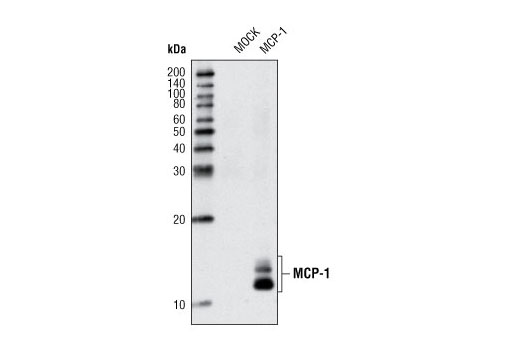 Western blot analysis of extracts from HeLa cells, mock transfected or transfected with human MCP-1, using MCP-1 Antibody.