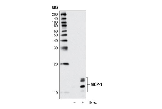 Western blot analysis of extracts from the media of A549 cells, untreated or treated with TNF-α #2169 (20 ng/ml, 6 hrs.), using MCP-1 Antibody.