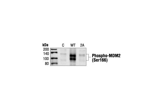 Western blot analysis of extracts from COS cells, untransfected or transfected with Wild-type or mutant (S166S186A) MDM2, using Phospho-MDM2 (Ser166) Antibody.