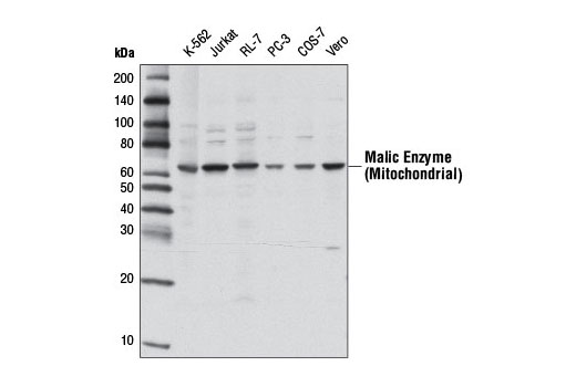 Western blot analysis of extracts from various cell lines using Malic Enzyme (Mitochondrial) Antibody.