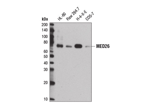Western blot analysis of extracts from various cell lines using MED26 Antibody.