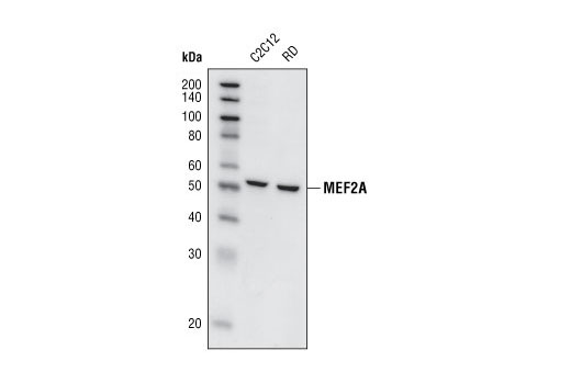 Western blot analysis of extracts from C2C12 and RD cells, using MEF2A Antibody.