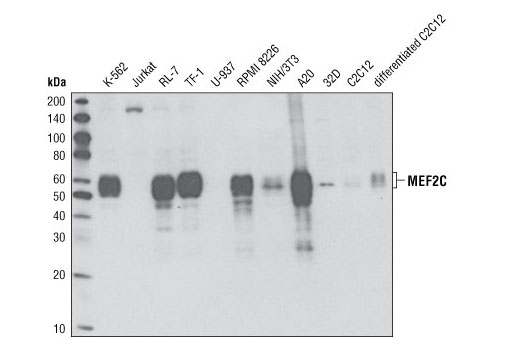 Western blot analysis of extracts from various cells lines using MEF2C (D80C1) XP ® Rabbit mAb.