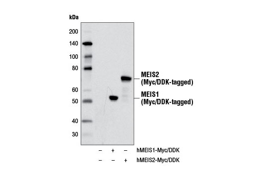 Western blot analysis of extracts from 293 cells, mock transfected (-) or transfected with constructs expressing Myc/DDK-tagged full-length human MEIS1 (hMEIS1-Myc/DDK; +) or MEIS2 (hMEIS2-Myc/DDK; +), using MEIS1/2 Antibody.
