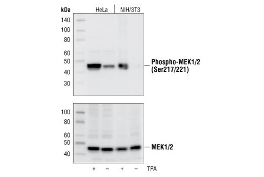Western blot analysis of extracts from untreated or TPA-treated HeLa and NIH/3T3 cells, using Phospho-MEK1/2 (Ser217/221) (41G9) Rabbit mAb (upper), or MEK1/2 Antibody #9122 (lower).