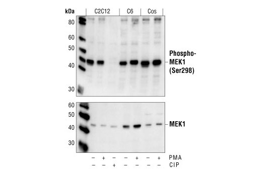 Western blot analysis of extracts from C2C12, C6 and COS cells, untreated or PMA-treated, using Phospho-MEK1 (Ser298) Antibody (upper) or MEK1 Antibody #9124 (lower). In lane 3, the C2C12 lysate was treated with alkaline phosphatase (CIP) to show the phospho-specificity of the antibody.