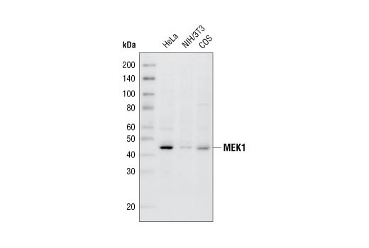 Western blot analysis of extracts from HeLa, NIH/3T3 and COS cells, using MEK1 (30C8) Rabbit mAb.