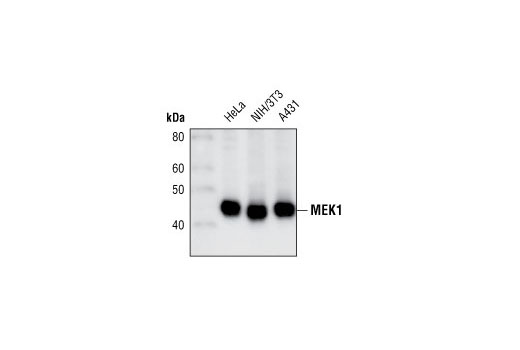 Western blot analysis of extracts from HeLa, NIH/3T3 and A431 cells, using MEK1 (61B2) Mouse mAb.