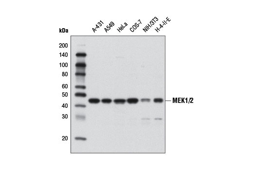 Western blot analysis of extracts from various cell lines using MEK1/2 (D1A5) Rabbit mAb.