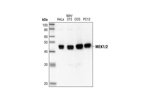 Western blot analysis of extracts from HeLa, NIH/3T3, COS and PC12 cells, using MEK1/2 (47E6) Rabbit mAb.