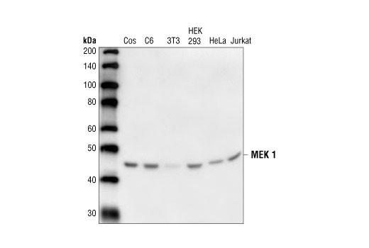Western blot analysis of extracts from various cell types using MEK1 Antibody.