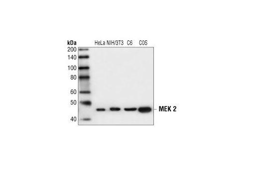 Western blot analysis of extracts from HeLa, NIH/3T3, C6 and COS cells, using MEK2 Antibody.