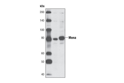 Western blot analysis of extracts from C6 and A431 cells using Mena Antibody.