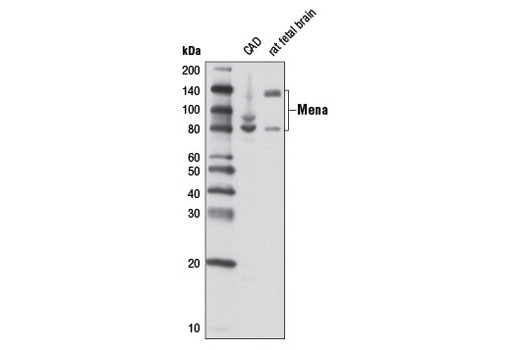 Western blot analysis of extracts from CAD cells and rat fetal brain using Mena (D33C1) Rabbit mAb.