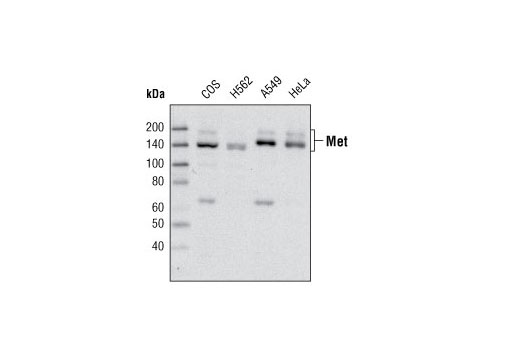Western blot analysis of extracts from various cell lines using Met Antibody.